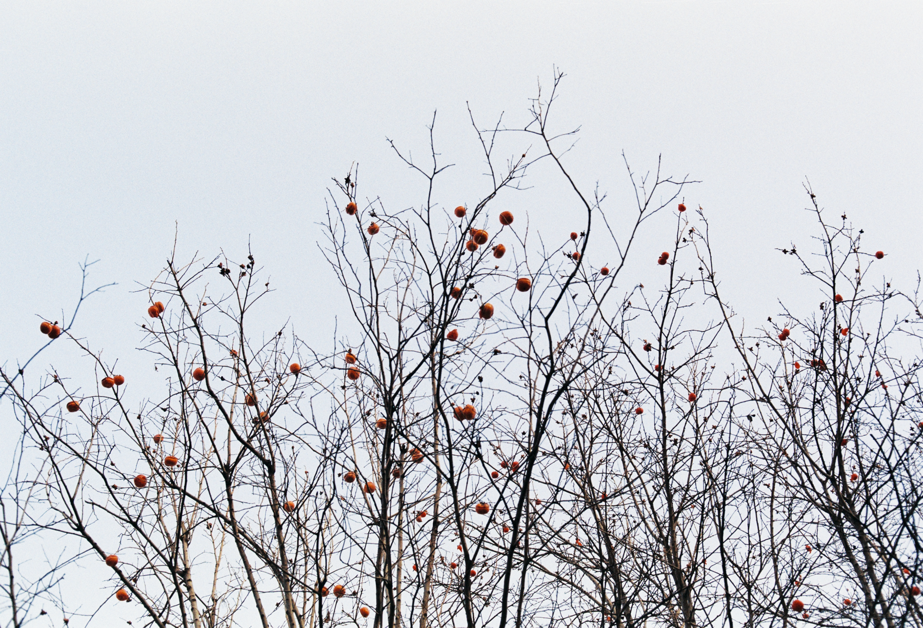 胡同中的日常瞬间 星星 14